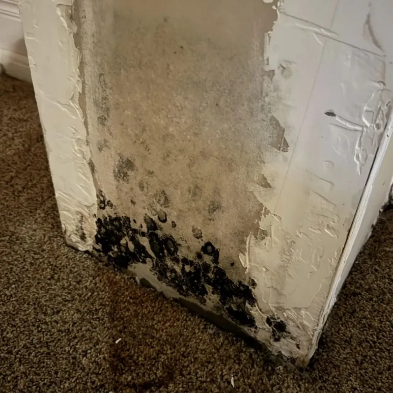 Professional Mold Removal in Gatesville, NC
